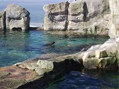 Klonczinski Bauunternehmen: Felsgestaltung Zoo am Meer Klonczinski: Felsgestaltung Zoo am Meer