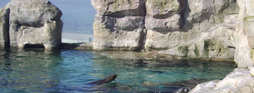 Klonczinski: Felsgestaltung Zoo am Meer